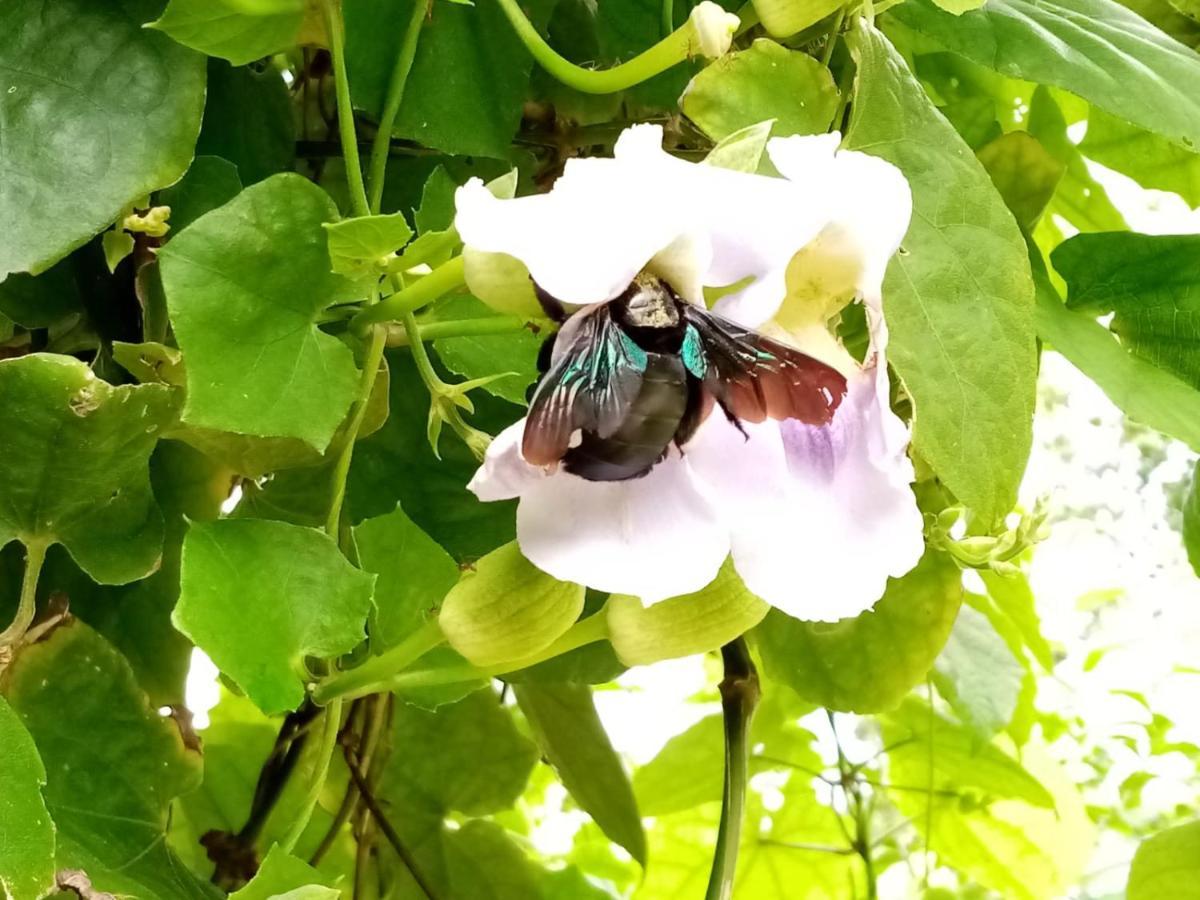 فندق Jasmin Garden Koh Kood Ko Kut المظهر الخارجي الصورة